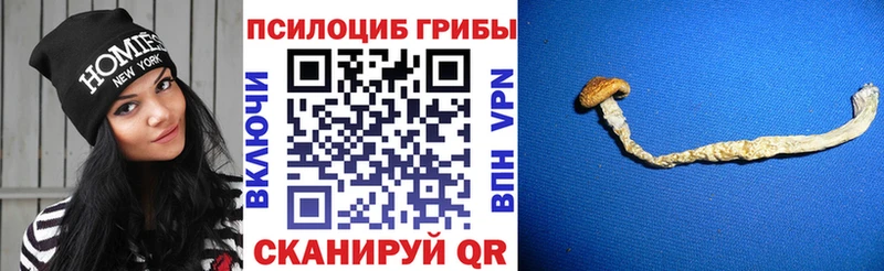 что такое   Шацк  Псилоцибиновые грибы прущие грибы 